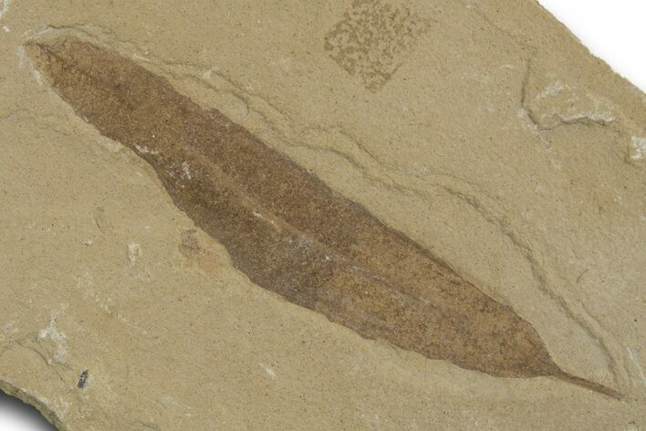 Detailed Fossil Leaf (Populus) - Green River Formation, Utah #334349